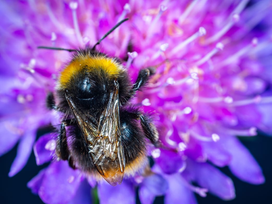 Help Our Honeybees, Help Ourselves