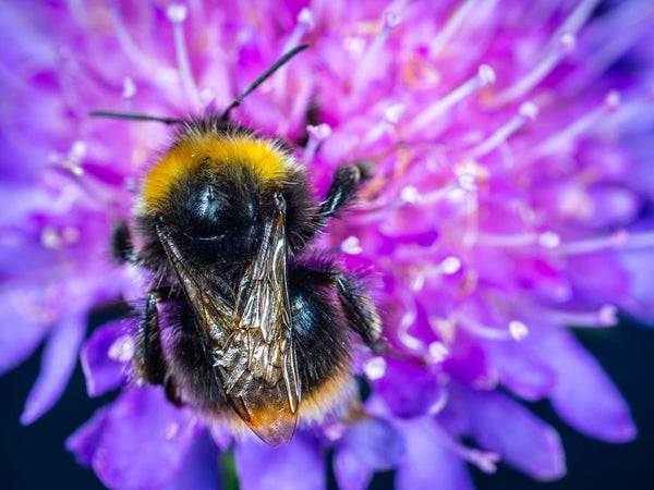 Help Our Honeybees, Help Ourselves