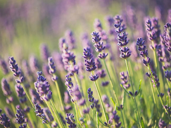 7 Must-Have Essential Oils